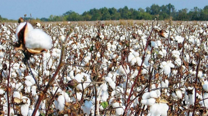 مزاد جديد بالفيوم لبيع 5327 قنطار قطن طويل التيلة تستضيف محافظة الفيوم غدا الأحد مزادا علنيا لبيع 5327 قنطارا من قطن صنف جيزة 95، المعروف بجودته العالية وطول تيلته، حيث تمت تعبئة ا