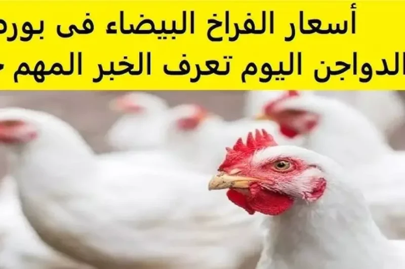 بورصة الدواجن اليوم اسعار الفراخ البيضاء السبت 18 يناير 2025 سعر كرتونة البيض في المحلات شهدت بورصة الدواجن اليوم، السبت 18 يناير 2025، تحركا في