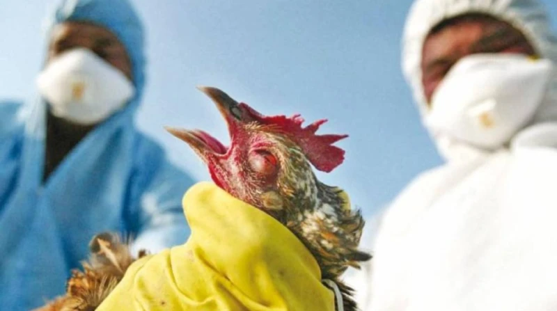 وفاة أول حالة مصابة بإنفلونزا الطيور في الولايات المتحدة أعلن عن أول وفاة لحالة متأثرة بفيروس إنفلونزا الطيور في الولايات المتحدة الأمريكية، أمس