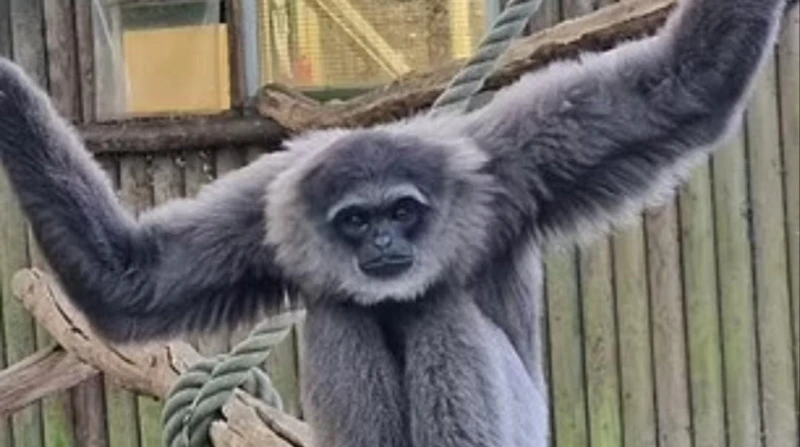 نقل 10 من قرود الجيبون المهددة بالانقراض إلى موطنها الأصلي بإندونيسيا نقلت مؤسسة أسبينال، المعنية بالحفاظ على الحيوانات، عشرة من قرود الجيبون الفضي المهددة بالانقراض، إلى موطنها ال