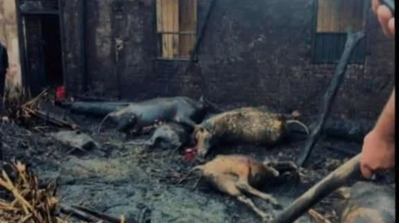 حريق في حظيرة يلتهم 6 رؤوس ماشية بالمنوفية اندلع حريق هائل في حظيرة مواشي بقرية اصطباري التابعة لمحافظة المنوفية، ما أسفر عن نفوق ستة رؤوس من