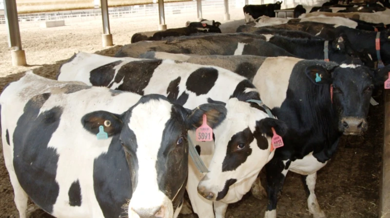 الزراعة تدعم مربي الماشية ب865.5 مليون جنيه خلال 2024 قالت وزارة الزراعة واستصلاح الأراضي، إنها وافقت خلال عام 2024، على تصدير أعلاف أسماك، وإضافات أعلاف ومصنعات دواجن ودواجن مجمدة