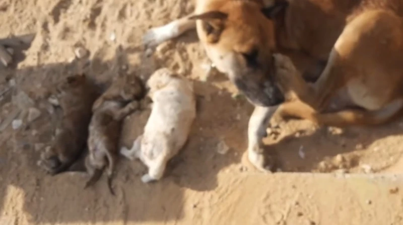 نرمين الفقي تعلن مكافأة مالية لكشف قاتل الكلاب الصغيرة في واقعة أثارت غضبا واسعا عبر مواقع التواصل الاجتماعي، أعلنت الفنانة نرمين الفقي عن تخصيص مكافأة مالية قدرها 5 آلاف جنيه لمن