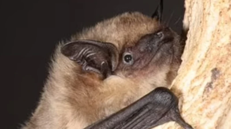 400 كم في الليلة.. دراسة: الخفافيش تستخدم الرياح كالأمواج للسفر كشفت دراسة جديدة أن الخفافيش تقوم بهجرات ملحمية ورحلات مدهشة، حيث تتمكن بعض الأنواع من السفر لمسافات هائلة عبر أمريك
