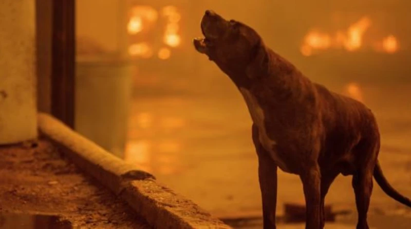 سفينة نوح تنقذ مئات الحيوانات من حرائق لوس أنجلوس في مشهد مهيب يشبه قصة سفينة نوح، وصلت قوافل من المقطورات إلى مركز لوس أنجلوس للفروسية، تحمل على متنها مئات الحيوانات الهاربة من جح