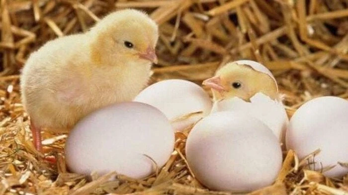 أسعار الكتاكيت اليوم الأربعاء 22 يناير 2025يبحث الكثير من المواطنين عن أسعار الكتاكيت والدواجن في بورصة والأسواق التجارية.أسعار الكتاكيت اليوموتوفر افاق عربية لمتابعيها معرفة كل ما