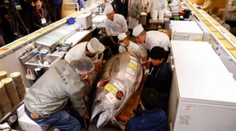 بيع سمكة تونة عملاقة ب1.3 مليون دولار في مزاد بطوكيو دفعت مجموعة مطاعم سوشي، أكثر من مليون جنيه إسترليني لشراء سمكة تونة في مزاد رأس السنة، مما يمثل ثاني أعلى سعر تم تسجيله على الإ