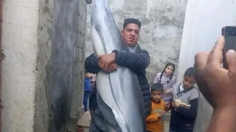 سموم على طبق من زئبق.. الجوع يدفع الغزاويين لأكل الدلافين انتشرت على مواقع التواصل الاجتماعي مؤخرا صور توثق اصطياد عدد من سكان قطاع غزة أسماك القرش والدلافين، في محاولة لسد حاجتهم