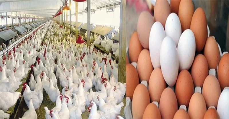 انخفاض سعر الدواجن اليوم 13 يناير 2025 بعد أن وصلت إلى 100 جنيه للكيلو سعر الدواجن اليوم..تراجعت أسعار الدواجن اليوم بشكل ملحوظ سواء في المزارع أو المحلات التجارية للمستهلكين، حيث 