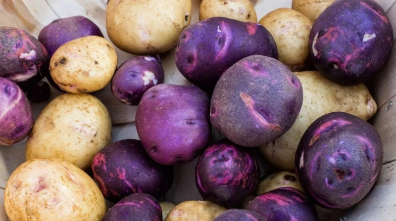 حقيقة نجاح زراعة البطاطس البنفسجية في مصر.. هل تعتبر من أندر الأنواع؟ نفت وزارة الزراعة واستصلاح الأراضي صحة الخبر المتداول على مواقع التواصل الاجتماعي والمواقع الإلكترونية الذي يز