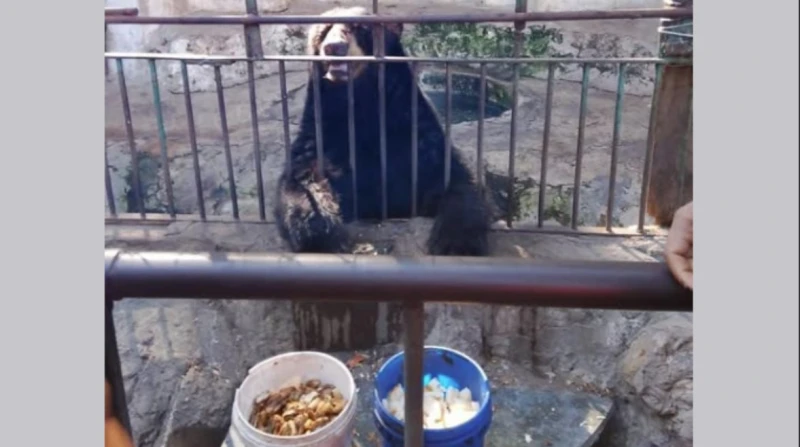تمر ورز بلبن.. وجبة دب داخل حديقة الحيوان تثير الجدل رصدت صورة متداولة عبر مواقع التواصل الاجتماعي، دبا داخل حديقة حيوان مصرية- حسب زعم ناشرها- أمامه وعاءين أحدهم به خبز والآخر يحت