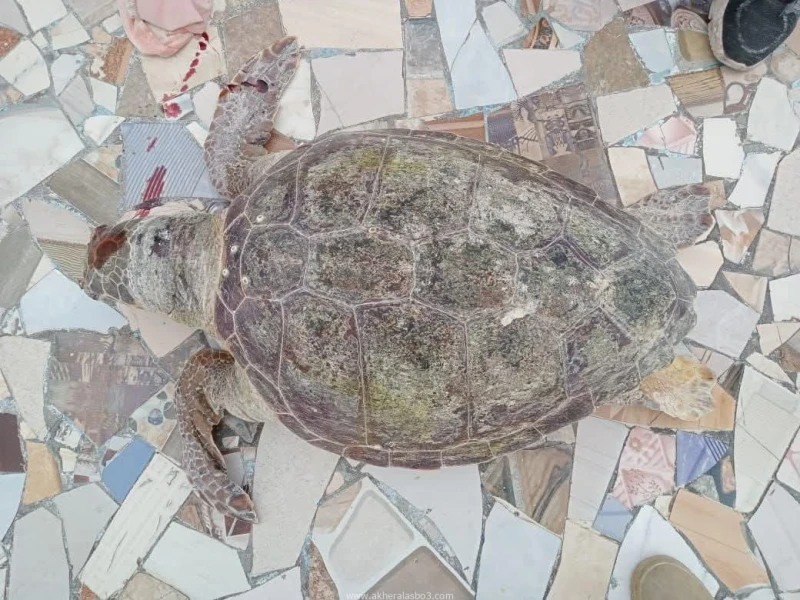 التعليم العالي : اكتشاف سلحفاة بحرية نافقة بشاطئ النخيل ونقلها لتحنيطها بمتحف الإسكندرية كتب - محمود الهندي في استجابة سريعة لبلاغ من إدارة الشواطئ والمصايف بمحافظة الإسكندرية، بشأ