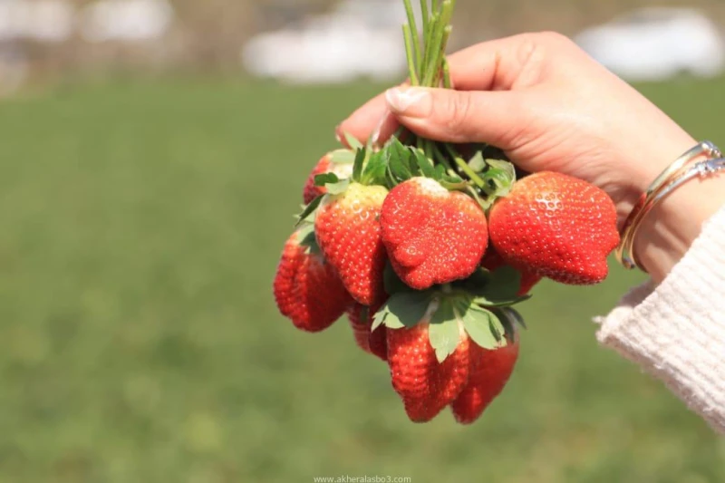 كتبت أمل عبد الرحيم محافظ الإسماعيلية يؤكد على ضرورة تقديم الدعم الكامل للمزارعين وتقديم التدريبات والندوات اللازمة لزيادة جودة المنتج، وخطة طموحة