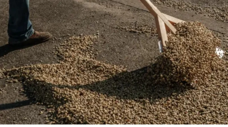 أسعار القهوة تصل إلى أعلى مستوياتها منذ 50 عاما تضاعف سعر البن العادي أكثر من الضعف خلال العام الماضي في الأسواق العالمية، ومع ذلك، فإن كبار منتجي البن في العالم غير مسرورين.وفقا ل