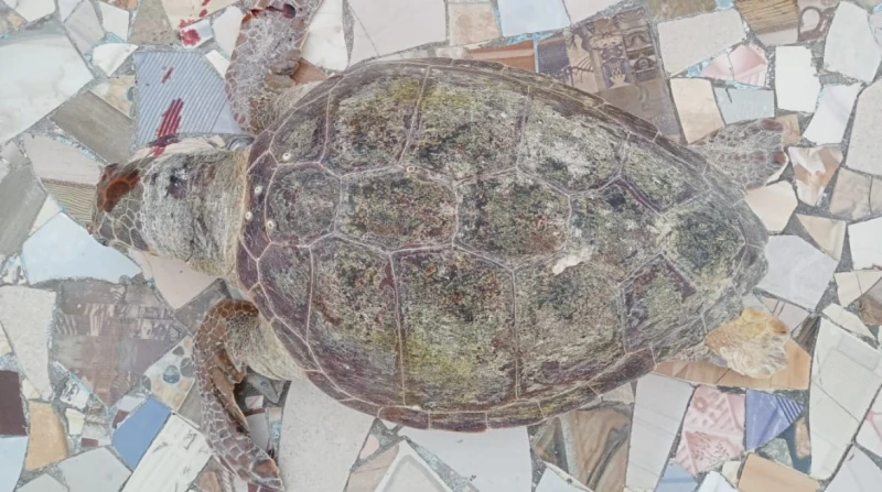 اكتشاف سلحفاة بحرية نافقة بشاطئ النخيل ونقلها لمتحف الإسكندرية وجه وزير التعليم العالي والبحث العلمي، الدكتور أيمن عاشور، بضرورة التعامل الفوري لبلاغ