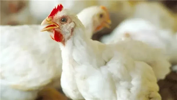 هتشتري الفرخة بكام : بورصة الدواجن تعلن أسعار الفراخ البيضاء والساسو للمستهلكين بعد انباء عن تحرك سعر كرتونة البيض ومفاجأة بشأن البانية بالاسواق شهدت أسعار الدواجن اليوم الخميس 13 