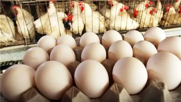 أسعار الفراخ البيضاء تخالف التوقعات...ننشر أسعار الدواجن والبيض اليوم الخميس 20 فبراير 2025 في الأسواق شهدت أسعار الدواجن اليوم الخميس 20 مارس 2025 استقرارا ملحوظا في سوق الدواجن، 