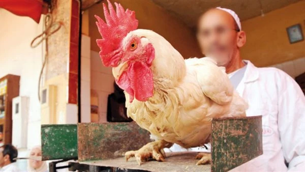 الفطار النهارده فراخ : أسعار الدواجن تسجل أرقاما جديدة وتخالف توقعات المستهلكين وسعر كرتونة البيض يشعل الأسواق! كيلو الفراخ بكام؟ شهدت أسعار الدواجن