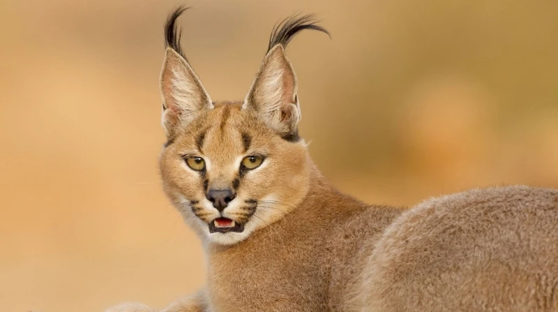 يحمي العالم من الفوضى.. كيف قدس الفراعنة الوشق المصري؟ تصدر حيوان الوشق المصري المفترس مواقع التواصل الاجتماعي ومحركات البحث، بعد واقعة تسلل إحدى إناث الحيوان من مصر إلى الحدود مع