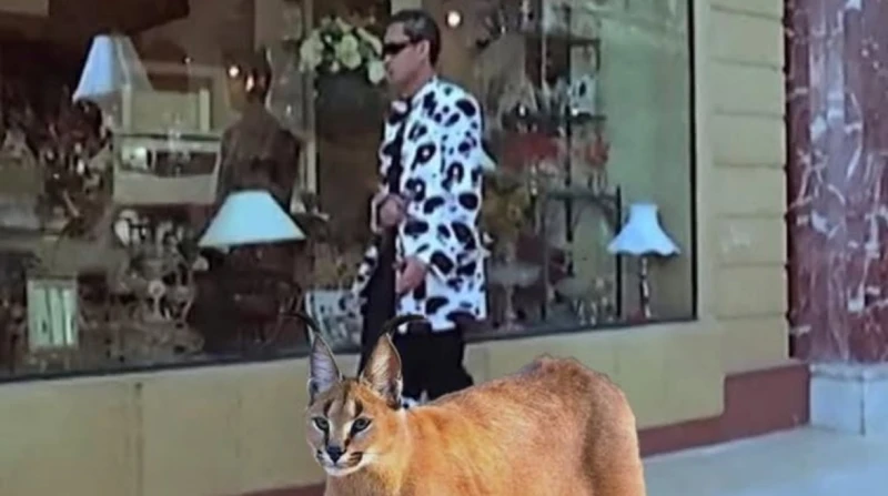 كيف تفاعل نجوم الفن مع هجوم الوشق المصري على جنود الاحتلال؟ تصدر الوشق المصري محركات البحث في الساعات القليلة الماضية، وذلك بعد انتشار أنباء حول هجومه على أفراد من جيش الاحتلال الإ