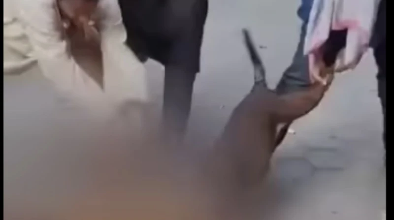 الأمن يفحص فيديو ترويع الأهالي بحرب الكلاب في المنيل تفحص الأجهزة الأمنية، بالقاهرة مقطع فيديو متداول على مواقع التواصل الاجتماعي، يظهر خلاله أحد الأشخاص يأمر كلب بيتبول بمهاجمة كل