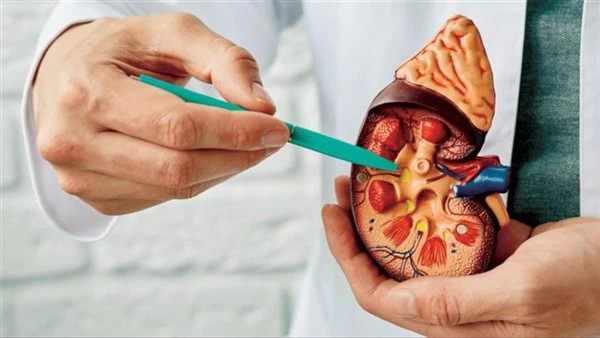 احذر .. تناول كوب من هذا المشروب بعد الفطار يضر الكلى دون أن تعلم يستهلك العديد من الأشخاص المشروبات الغازية بعد الإفطار في رمضان لهضم الأطعمة الدهنية ومع ذلك فمن المعروف أن الإفرا