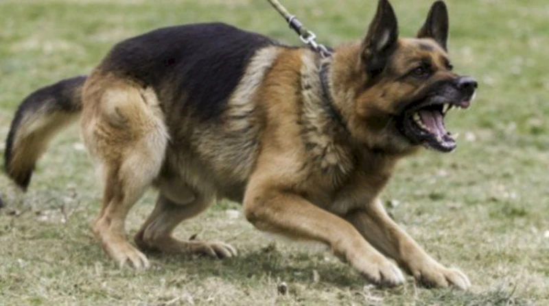 تحرك جديد بشأن فرد أمن متهم في واقعة عقر كلب لطالبة بجامعة القاهرة قررت النيابة إخلاء سبيل فرد الأمن الإداري المتهم في واقعة عقر كلب حراسة لطالبة