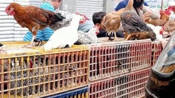 فى ثانى يوم من زيادة أسعار البنزين اعرف كام سجلت أسعار الدواجن والبيض والبانية اليوم السبت ١٢ ابريل ٢٠٢٥ بالأسواق انخفض سعر الدواجن البيضاء بالمزرعة، حيث وصل سعر الكيلو إلى 78 جنيه