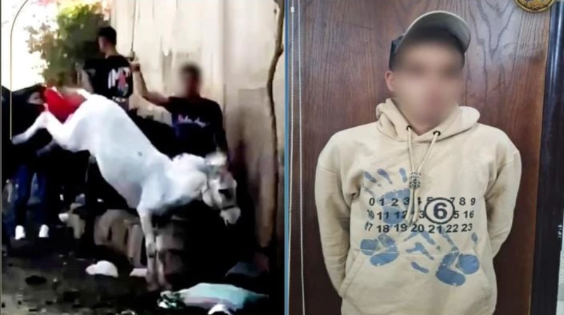 4 قرارات من النيابة بواقعة السائحة وحمار الأهرامات قررت النيابة العامة إخلاء سبيل الشاب بلال محمود والسائحة الأجنبية جوك فان ديربوست من قسم شرطة الهرم، بضمان محل إقامتهما، على خلفي