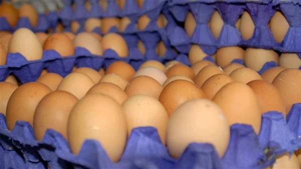 كرتونة البيض ب 100 جنية...هبوط تاريخى ونزول صاروخي محصلش من سنه ونص فى أسعار البيض شوف بكام النهارده ١٤ أبريل ٢٠٢٥ قال ثروت الزيني نائب رئيس اتحاد