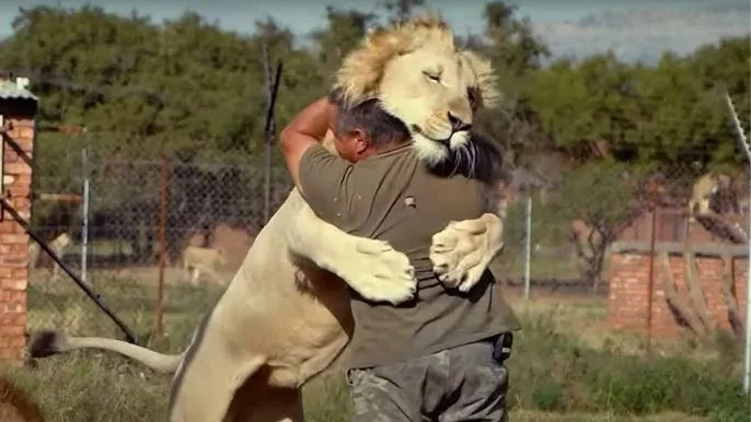 ما هي المخاطر التي قد تواجه المدربين في العروض التي تضم الحيوانات المفترسة؟.. طبيبة توضح في عالم ترويض الحيوانات المفترسة، مثل الأسود والنمور، يتفاوت الدافع بين الجانب الترفيهي وال