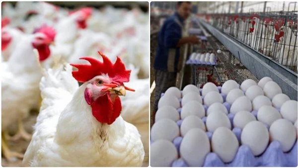 هتشتري الفراخ البيضاء بكام من السوق .. أسعار الدواجن والبيض والكتاكيت اليوم الثلاثاء 8 أبريل 2025 - مفاجاة ملحوظة تنتظر المواطنين بالأسواق شهدت أسعار