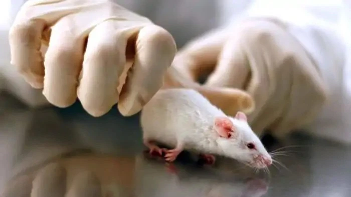 مرض نادر يتطلب سرعة التشخيص والعلاج لإنقاذ الحياة..تعرف على مرض حمى الفأر تعد حمى الفأر من الأمراض النادرة التي قد تكون مميتة إذا لم يتم تشخيصها ومعالجتها في الوقت المناسب، ورغم خط