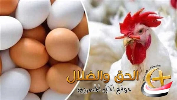 تحقيق رسمي وتحرك عاجل.. الزراعة تتدخل بعد تصريح صادم بفقدان 30 من الثروة الداجنة.. والأسعار ترتبك: البيض مستقر والدواجن مستقرة حتى الآن أخبار الدواجن.. في الوقت الحالي هناك حديث عن