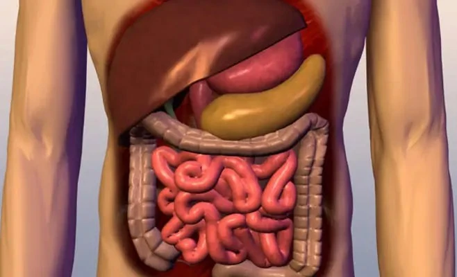 في يومه العالمي.. تعرف على أبرز أعراض التهاب الأمعاء يعتبر مرض التهاب الأمعاء هو مرض مناعي يغطي مجموعة من الاضطرابات التي تؤثر على الأمعاء، وهناك