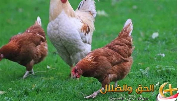 هل هناك وب اء في الدواجن يجعل الأسعار مرتفعة الفترة القادمة؟؟.. اسمع من رئيس اتحاد المنتجين الحقيقة نتعرف على تصريحات رسمية عن م وت عدد من الدواجن بنسبة بلغت 30 بسبب وب اء، أصاب عد