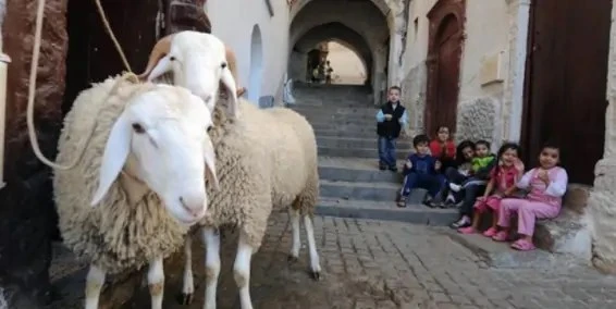 تعرف على شروط وأحكام الأضحية من دار الإفتاء المصرية أصدرت دار الإفتاء المصرية مجموعة من الإرشادات والنصائح المهمة للمسلمين القادرين على أداء الأضحية، بهدف تأدية هذه العبادة بالطريق