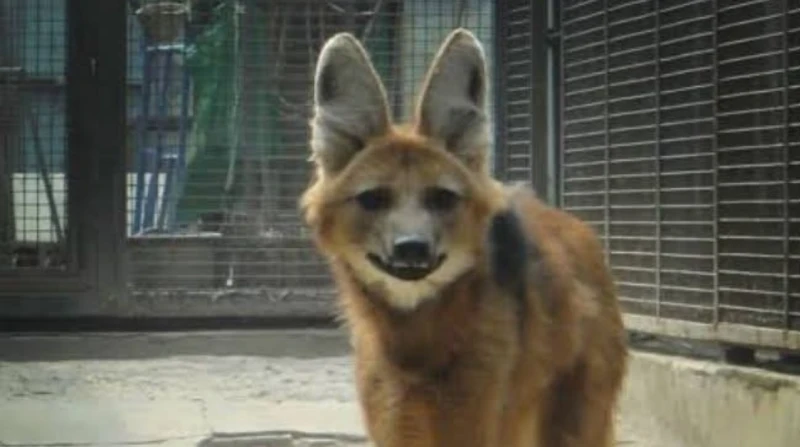 حيوان مفترس يشبه السلعوة يظهر في الفيوم.. هجمات تثير الذعر عادت حالة الذعر لتخيم على محافظة الفيوم خلال الأيام الماضية، بعد تكرار ظهور حيوان مفترس يشتبه في كونه السلعوة، وذلك في من