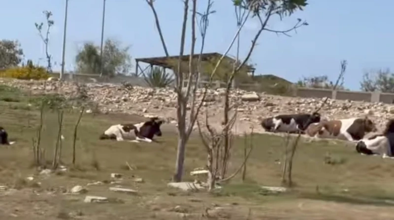 إجراءات مشددة لمكافحة انتشار المواشي في شوارع بورسعيد أعلن محافظ بورسعيد اللواء أركان حرب محب حبشي خليل، عن بدء اتخاذ إجراءات صارمة للحد من ظاهرة انتشار المواشي والدواب في شوارع ال