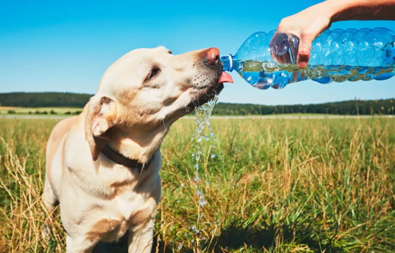 الراحمون يرحمهم الله.. ماذا تفعل إذا رأيت حيوانات الشارع تهرب من الحر؟ مع ارتفاع درجات الحرارة، أصبحت الكلاب والقطط تلهث في الشوارع بحثا عن ظل أو قطرة ماء، فماذا تفعل لو صادفت أحده