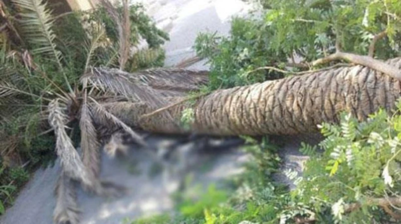 مصرع ربة منزل سقطت عليها نخلة بالقليوبية شهدت قرية كفر شبين التابعة لمدينة شبين القناطر بمحافظة القليوبية، مصرع ربة منزل في العقد السادس من عمرها، أثناء عودتها من الحقل إثر سقوط نخ