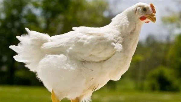 سعر الفراخ يواصل الارتفاع قبل عيد الأضحى بأيام....اسعار الدواجن واليانية والبيض اليوم الخميس 22 مايو 2025 بالأسواق سجلت أسعار الدجاج الابيض اليوم الخميس 22 مايو 2025 في بورصة الدوا