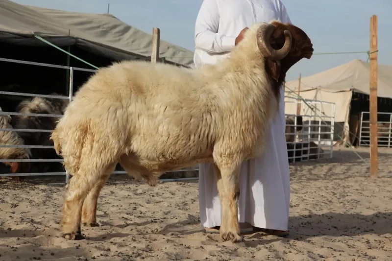 دار الإفتاء: الأضحية عن الميت مشروعة ولكن ليست واجبة إلا في هذه الحالة ردت دار الإفتاء المصرية على استفسار ورد إليها عبر موقعها الرسمي من أحد الأشخاص الذي تساءل عن حكم الأضحية عن ا