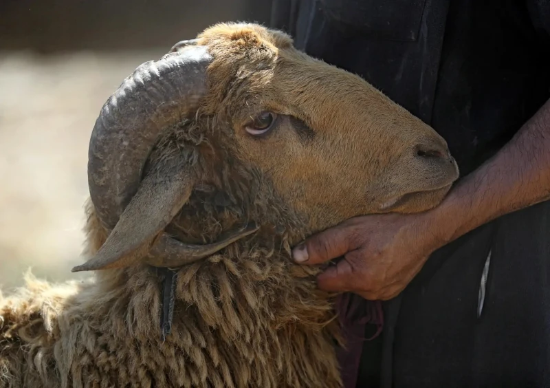 الأضحية في الإسلام وقتها وأهميتها تعتبر الأضحية من الشعائر الإسلامية المهمة التي شرعها الله إحياء لذكرى إبراهيم عليه السلام وتوسعة على الناس يوم العيد، وهي سنة مؤكدة عن الرسول صلى