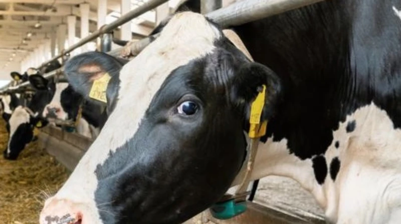 أشعلتها بقرة.. وفاة سيدة في معركة بالأسلحة البيضاء بكفر الشيخ لفظت سيدة في العقد الرابع من عمرها، أنفسها الأخيرة، فيما أصيب ابنها وأحد أفراد أسرتها نتيجة تعد أربعة أشخاص من أسرة وا