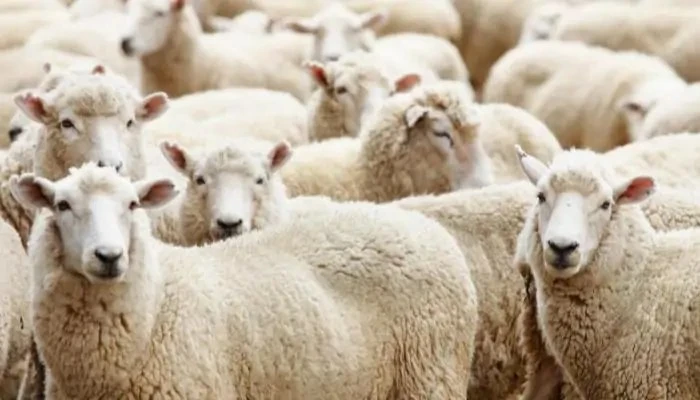 آداب عشر ذي الحجة للمضحين.. دار الإفتاء توضح السنن المتعلقة بالأضحية نشرت دار الإفتاء المصرية توجيهات شرعية للمسلمين المقبلين على أداء الأضحية، موضحة