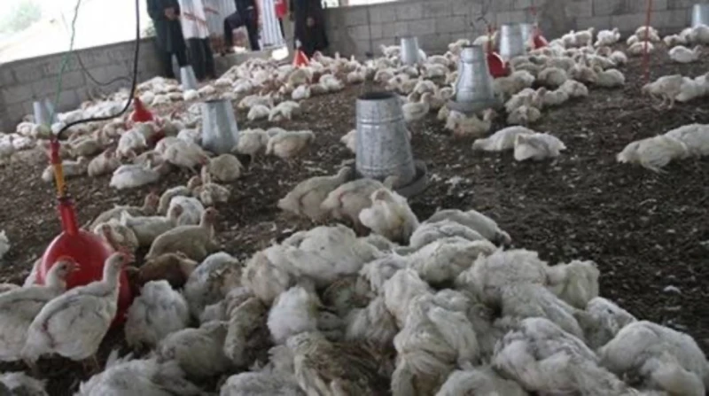 ذعر في المنوفية بعد نفوق دواجن.. والزراعة ترد في بيان تداول رواد مواقع التواصل الاجتماعي، أنباء عن نفوق عدد من الدواجن في أكثر من مزرعة بمركز أشمون بمحافظة المنوفية، تزامنا مع ما ت