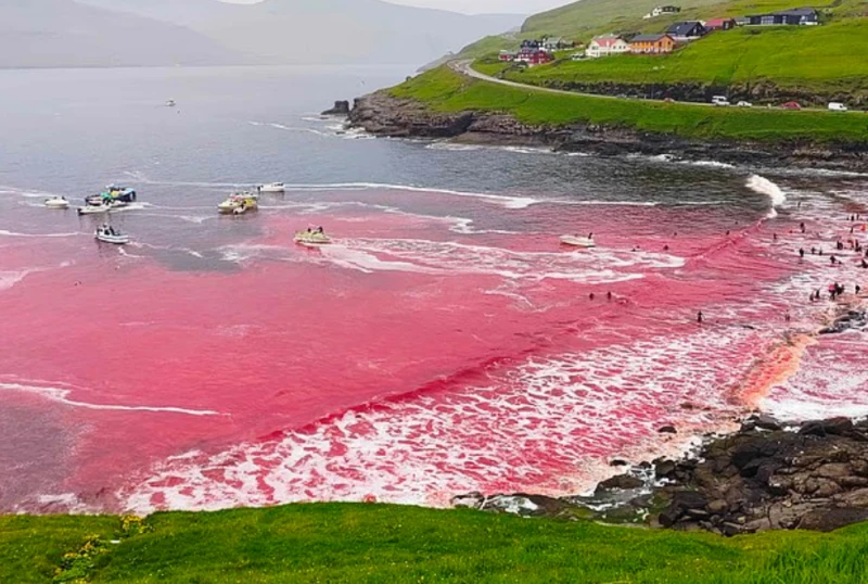 الجرينداراب.. طقس دموي يعيد الحيتان إلى قائمة الضحايا كل عام تحول أحد خلجان جزر فارو، شمال المحيط الأطلسي، إلى مشهد مروع هذا الأسبوع بعدما غرق بمياه حمراء بفعل أول عملية صيد جماعي 