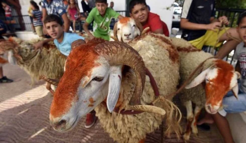 نصائح لازم تاخد بالك منها وانت بتشتري الأضحية تشهد الشوارع في مختلف المناطق نشاطا ملحوظا مع قرب حلول عيد الأضحى المبارك، حيث انتشرت شوادر بيع الأضاحي، وسط إقبال كبير من المواطنين ع