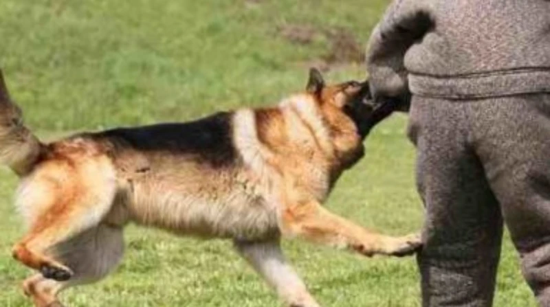 بينهم أطفال.. كلب ضال يعقر 11 شخصا في الغربية أصيب 11 شخصا، من بينهم أطفال، إثر تعرضهم للعقر من قبل أحد الكلاب الضالة، بمنطقة شارع سيدي نعنوش، بقرية إبيار التابعة لمركز ومدينة كفر 